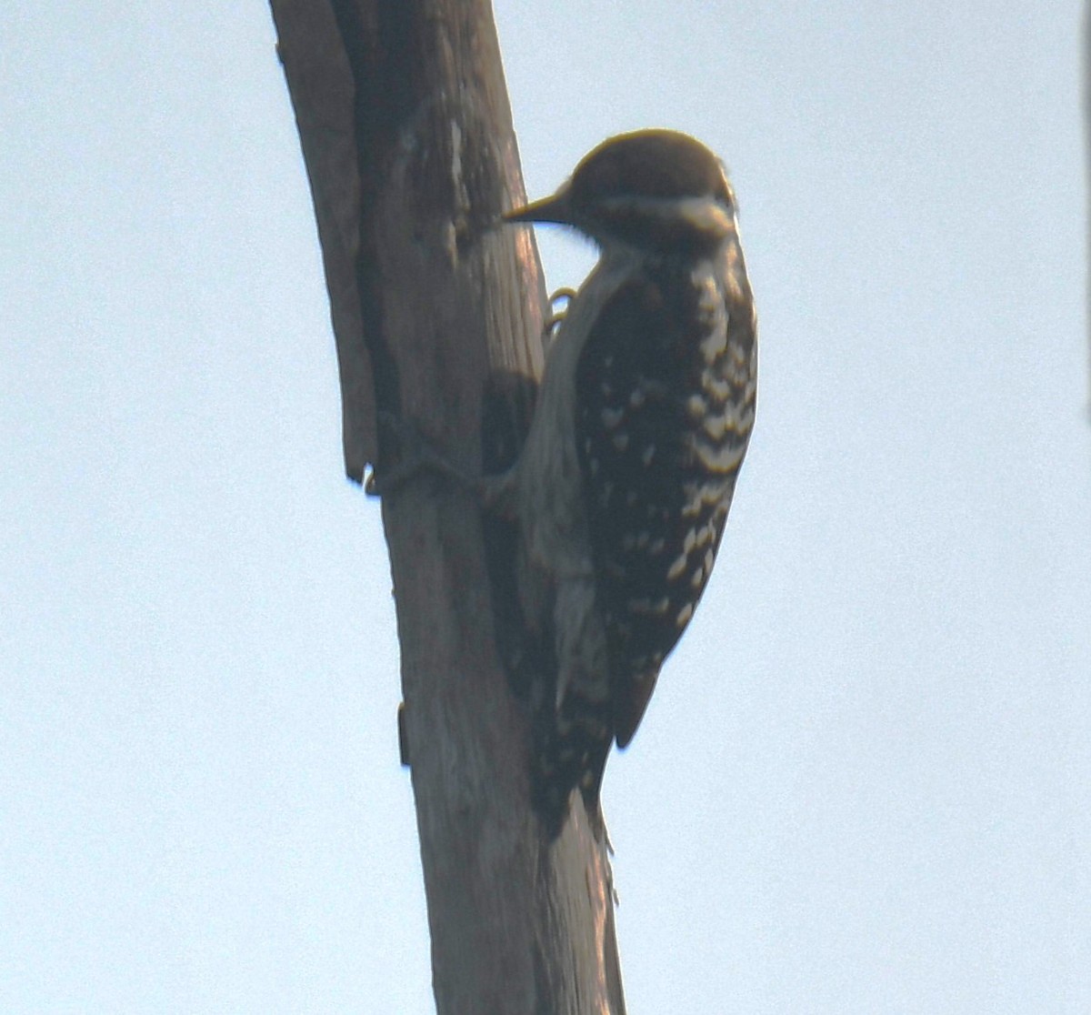 Brown-capped Pygmy Woodpecker - ML613673958