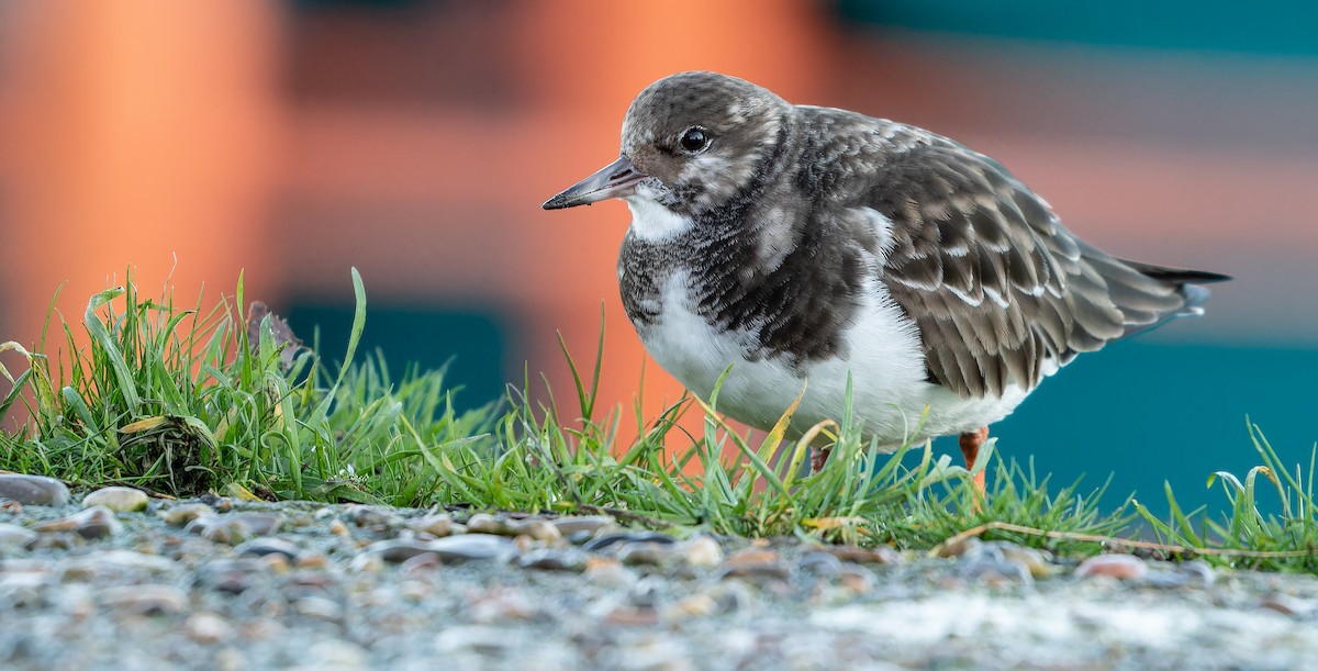 Крем'яшник звичайний - ML613673959