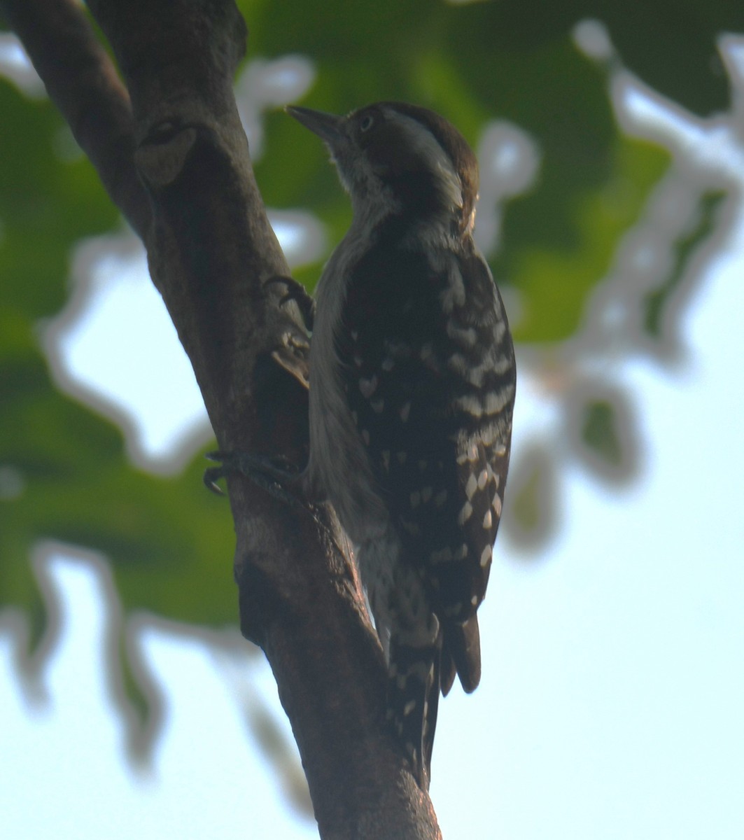 Brown-capped Pygmy Woodpecker - ML613673961