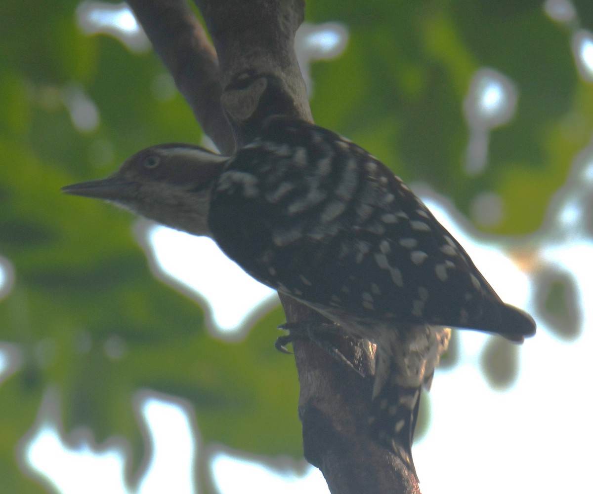 Brown-capped Pygmy Woodpecker - ML613673963