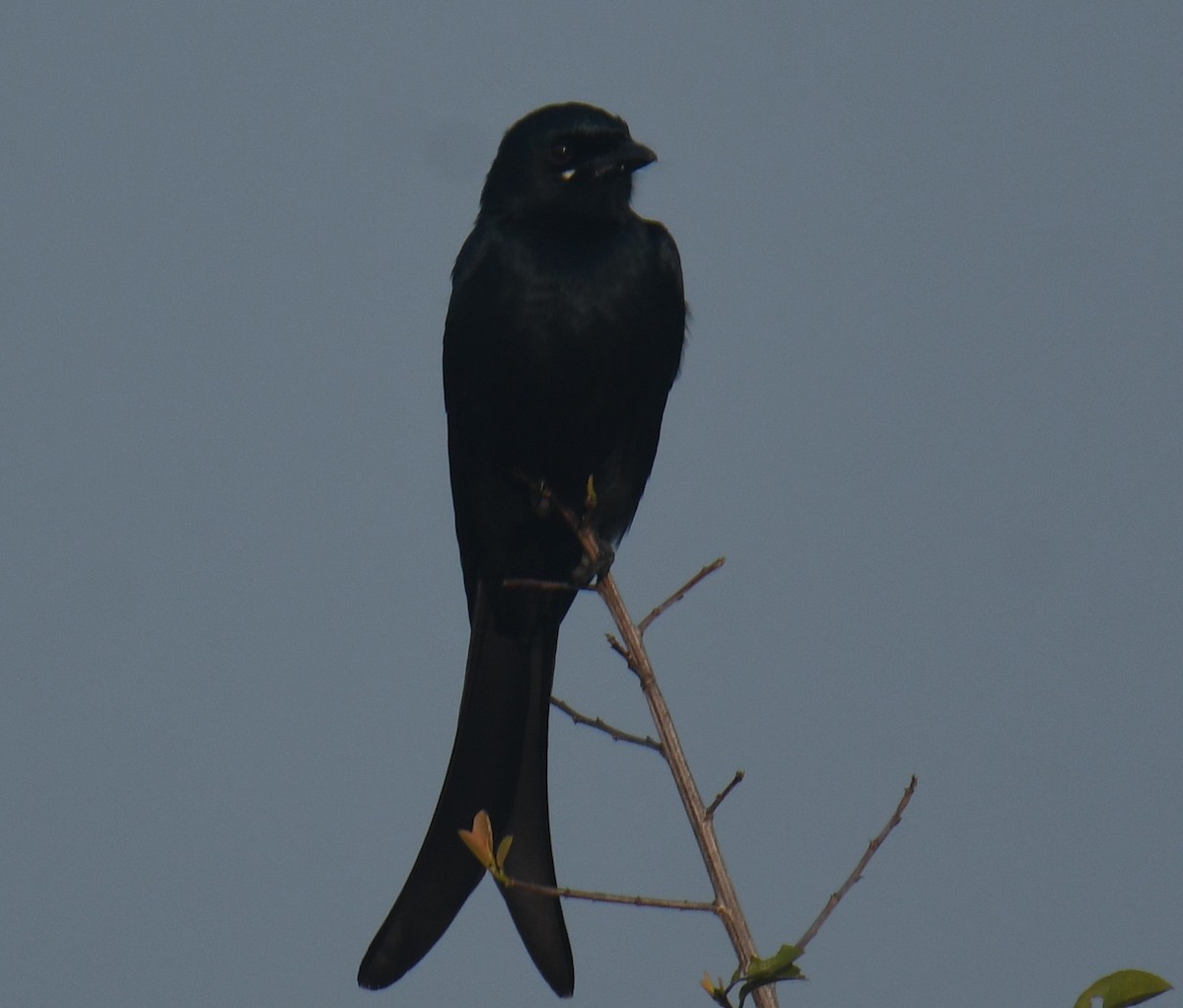 Black Drongo - ML613673996