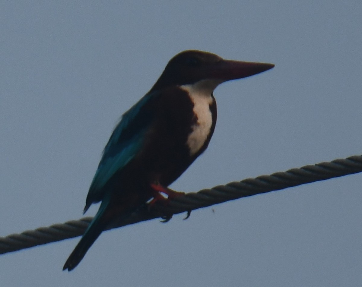 White-throated Kingfisher - ML613674020