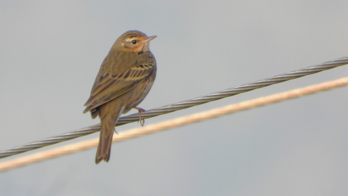 Olive-backed Pipit - ML613674034