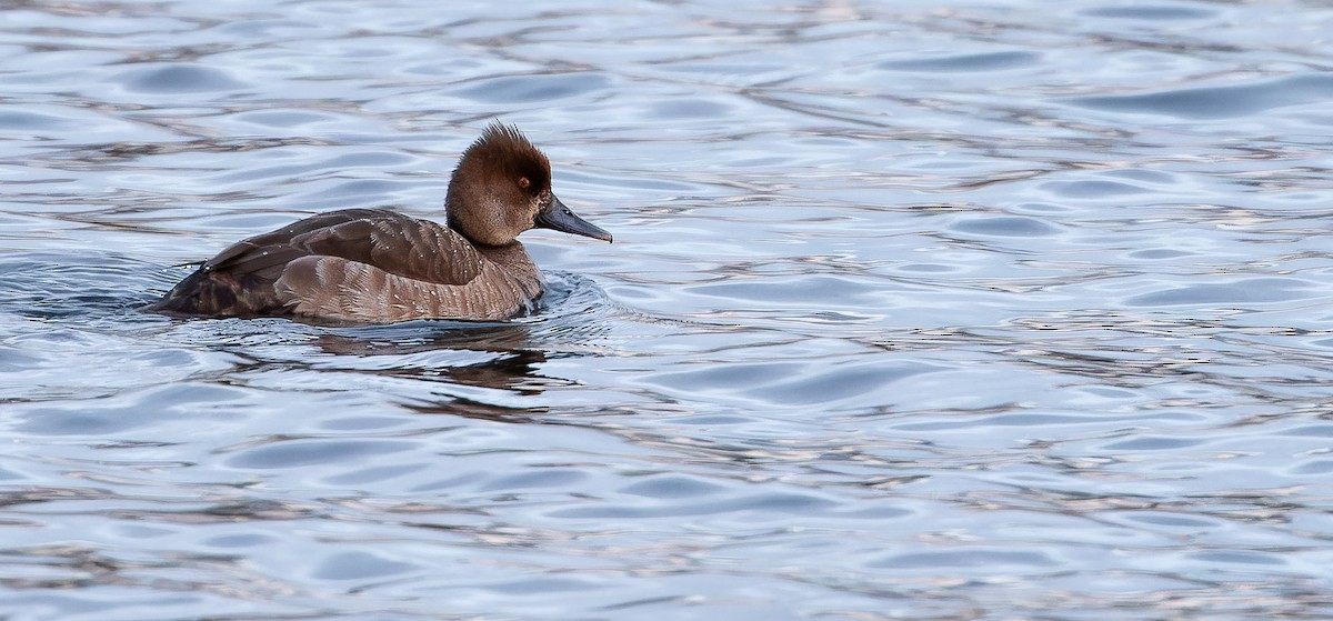 Red-crested Pochard x Tufted Duck (hybrid) - ML613674036