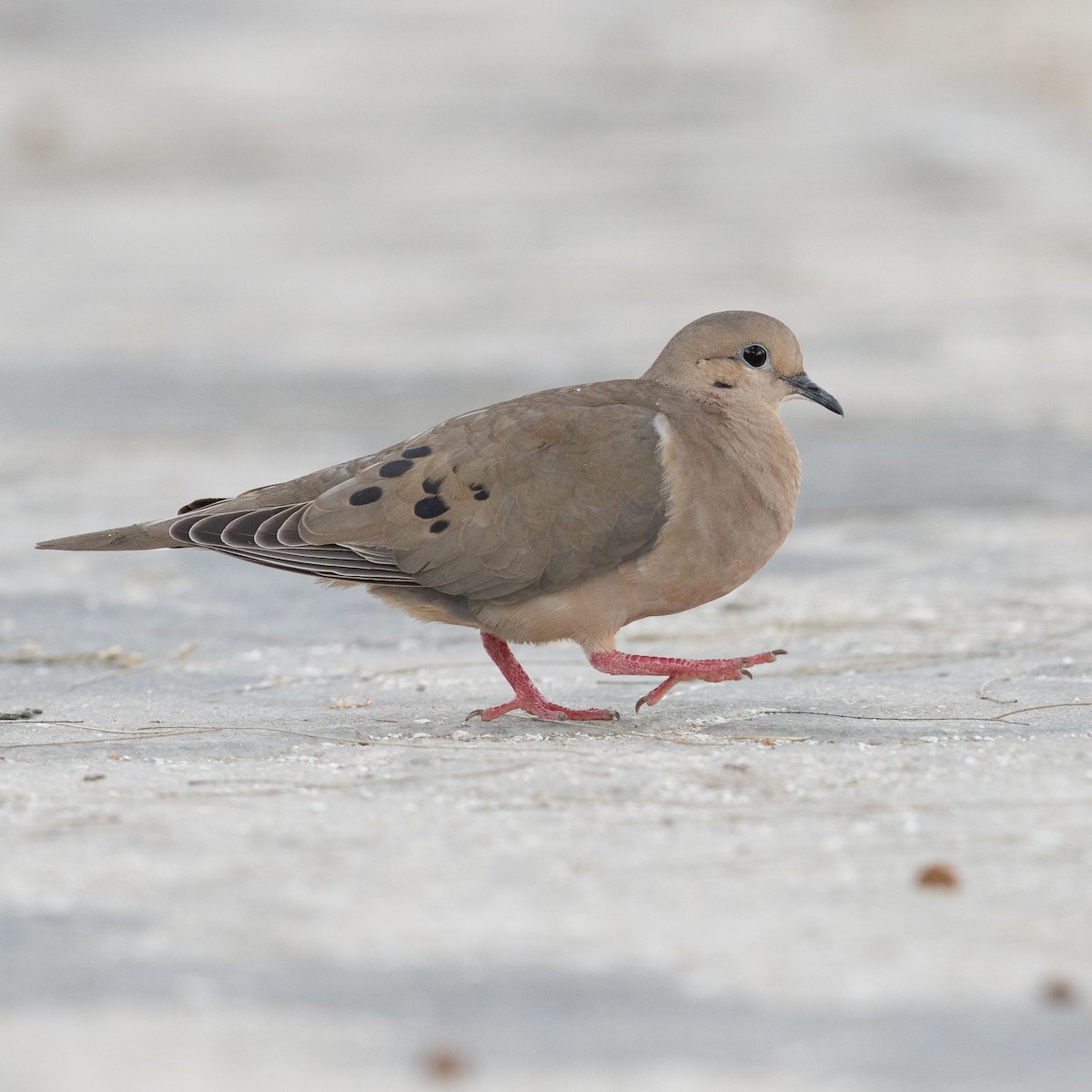 Eared Dove - ML613674042