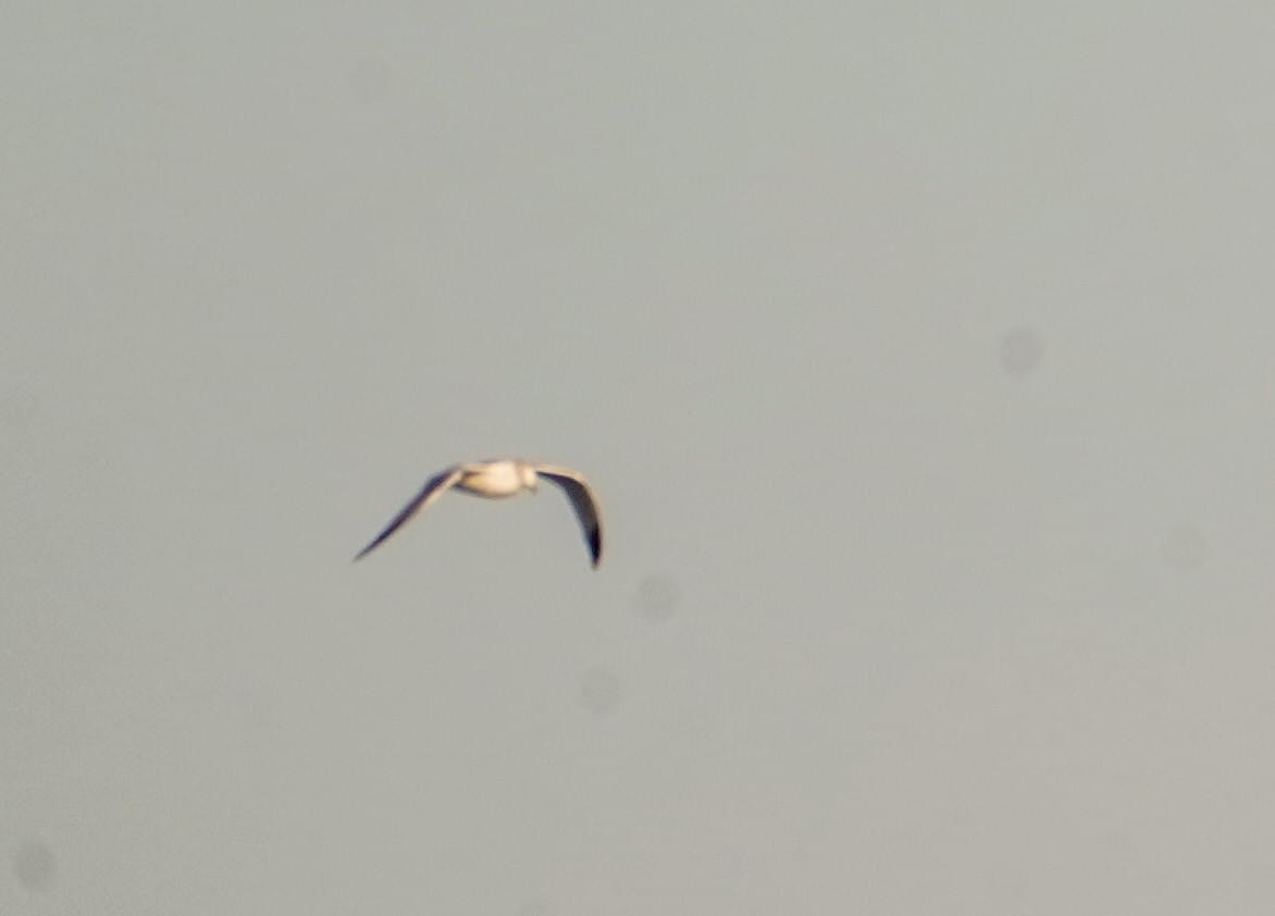 Iceland Gull (Thayer's) - ML613674048