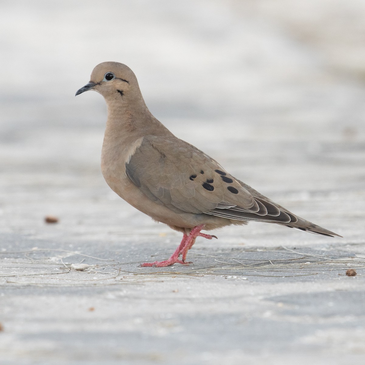 Eared Dove - ML613674053