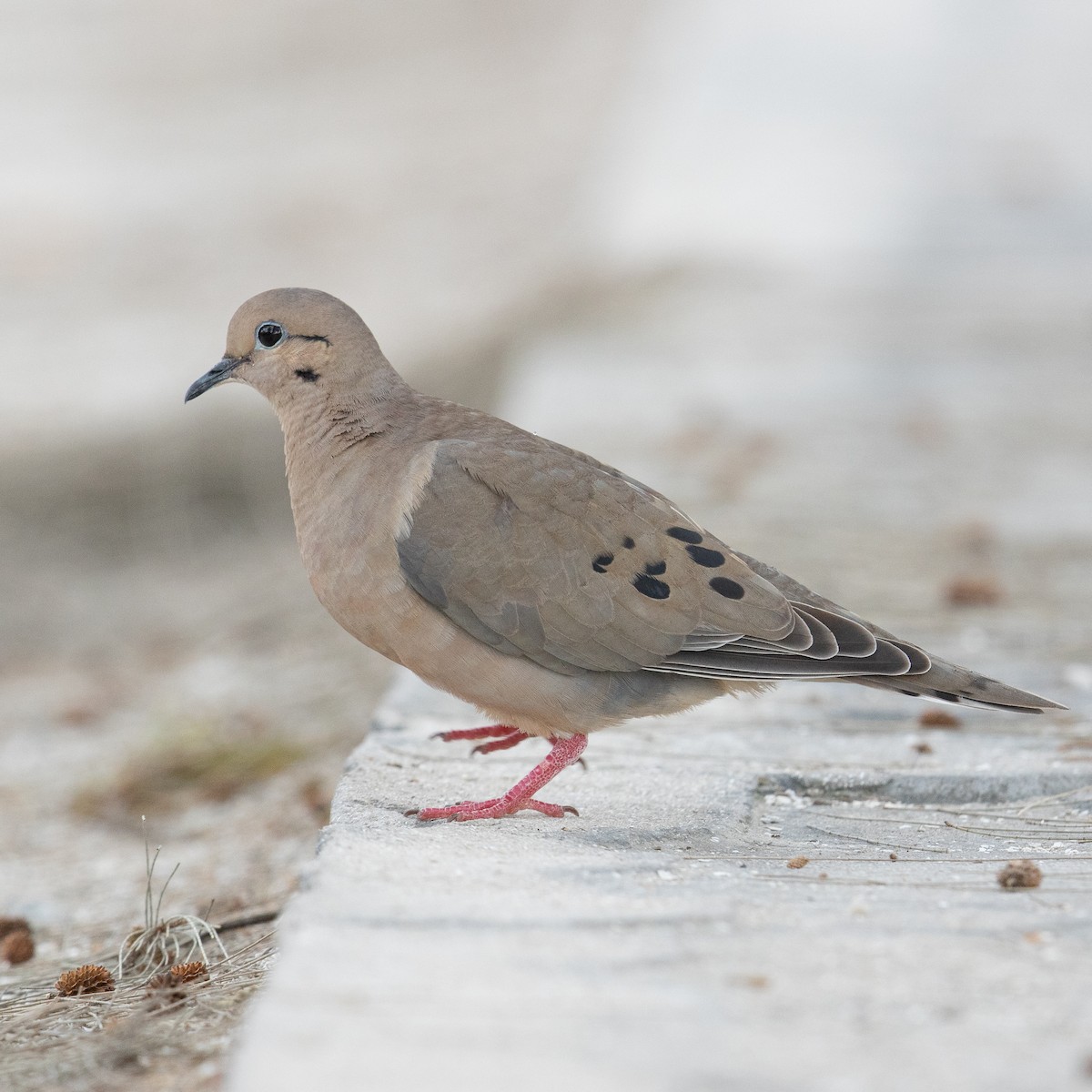 Eared Dove - ML613674063