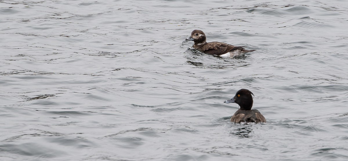 Long-tailed Duck - ML613674087