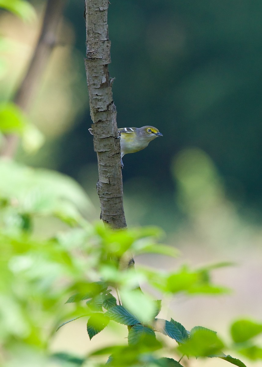 White-eyed Vireo - ML613674092