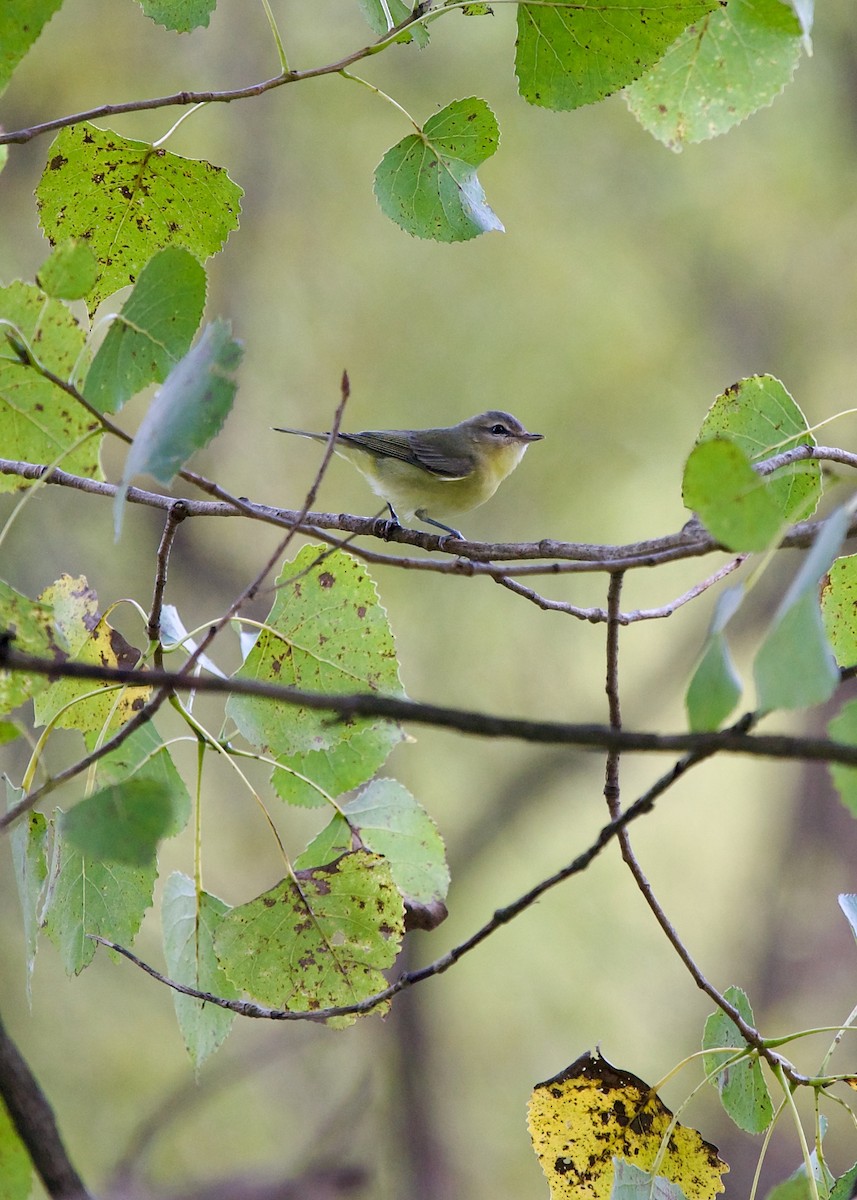 Philadelphia Vireo - ML613674094