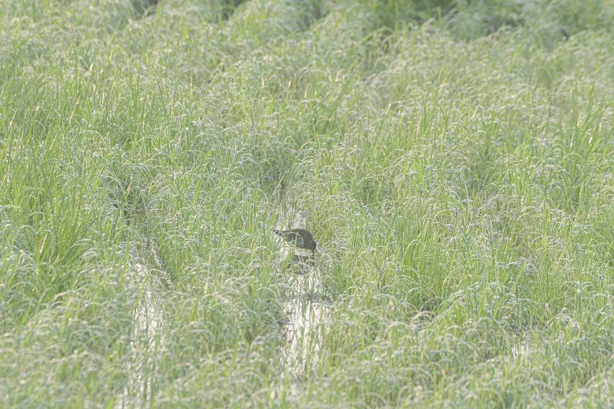 Graubrust-Strandläufer - ML613674116