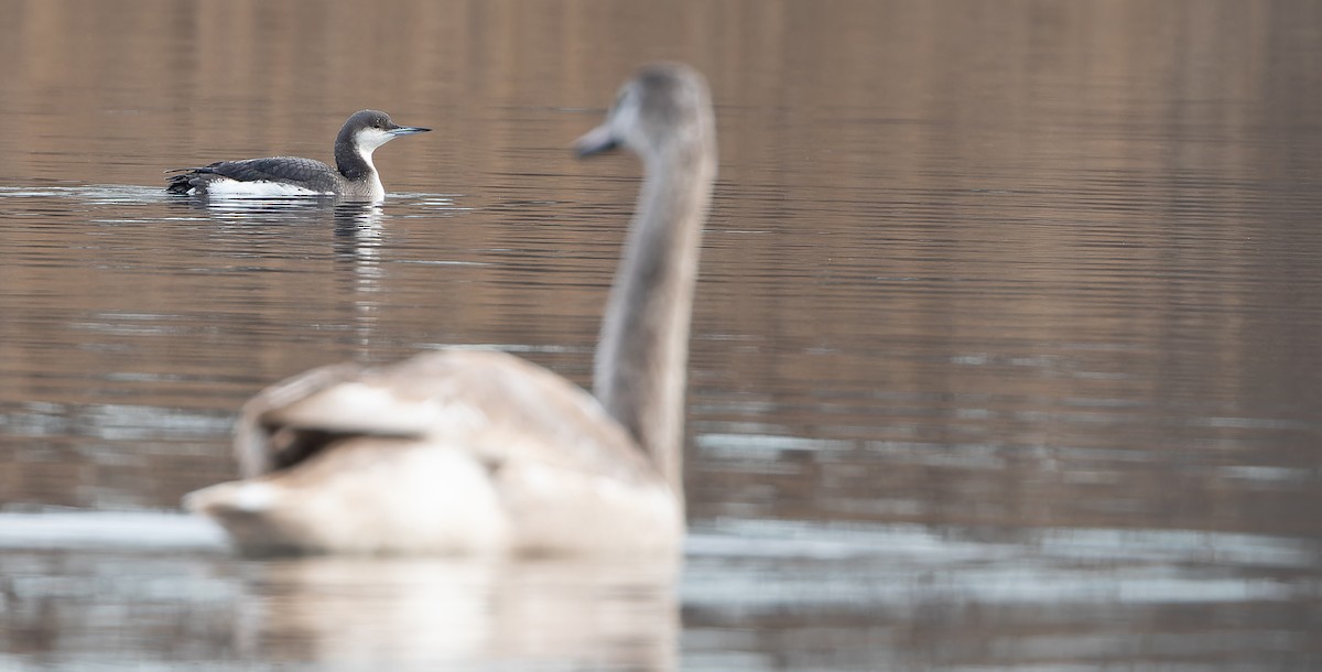 Arctic Loon - Friedemann Arndt