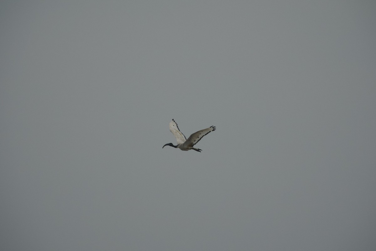 African Sacred Ibis - ML613674169