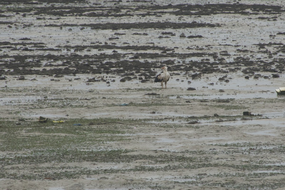 Palm-nut Vulture - ML613674178