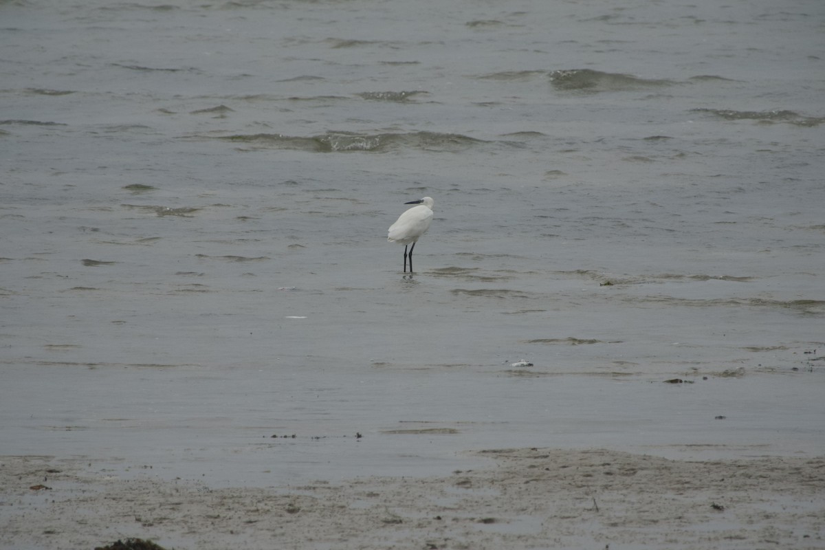 Little Egret (Dimorphic) - ML613674181