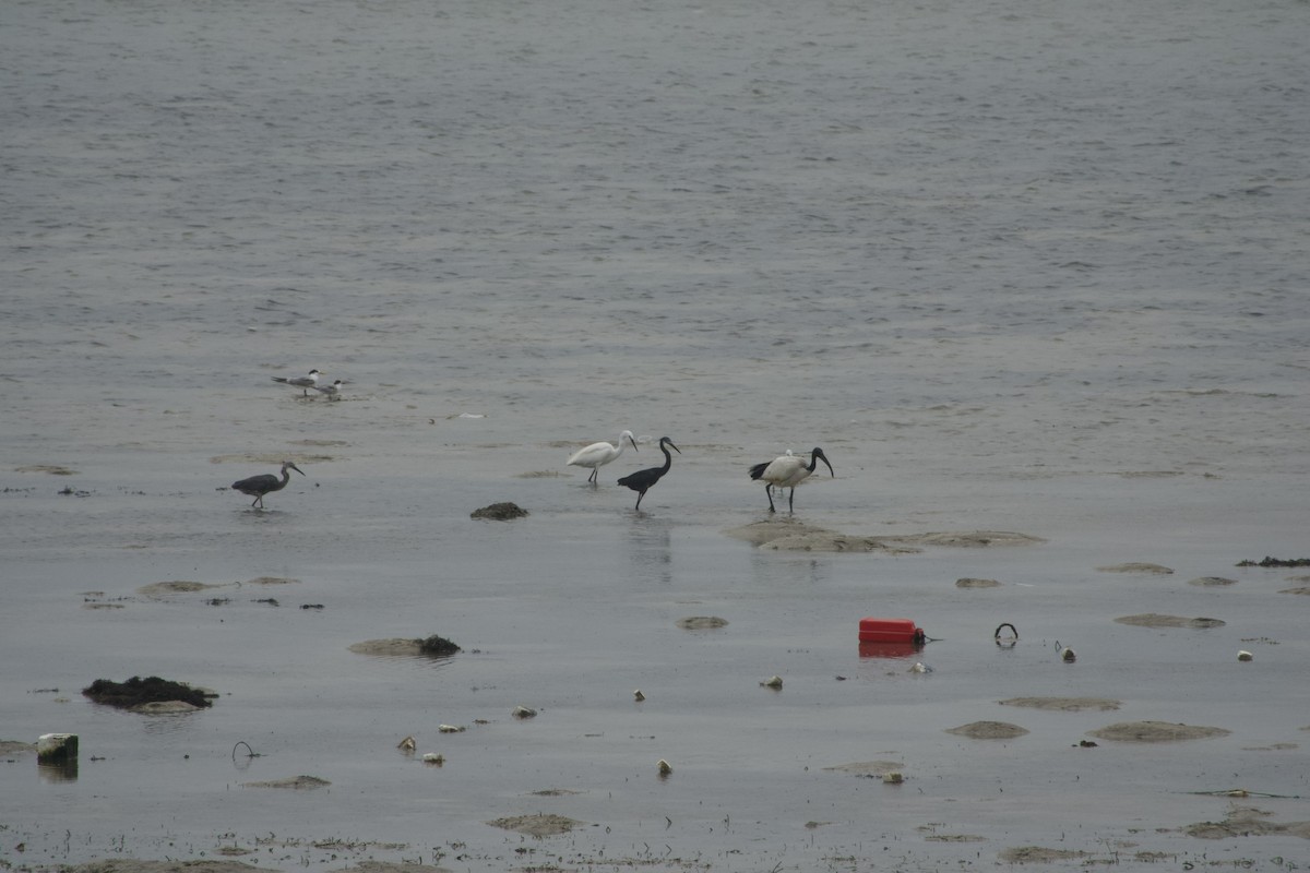 Little Egret (Dimorphic) - ML613674182