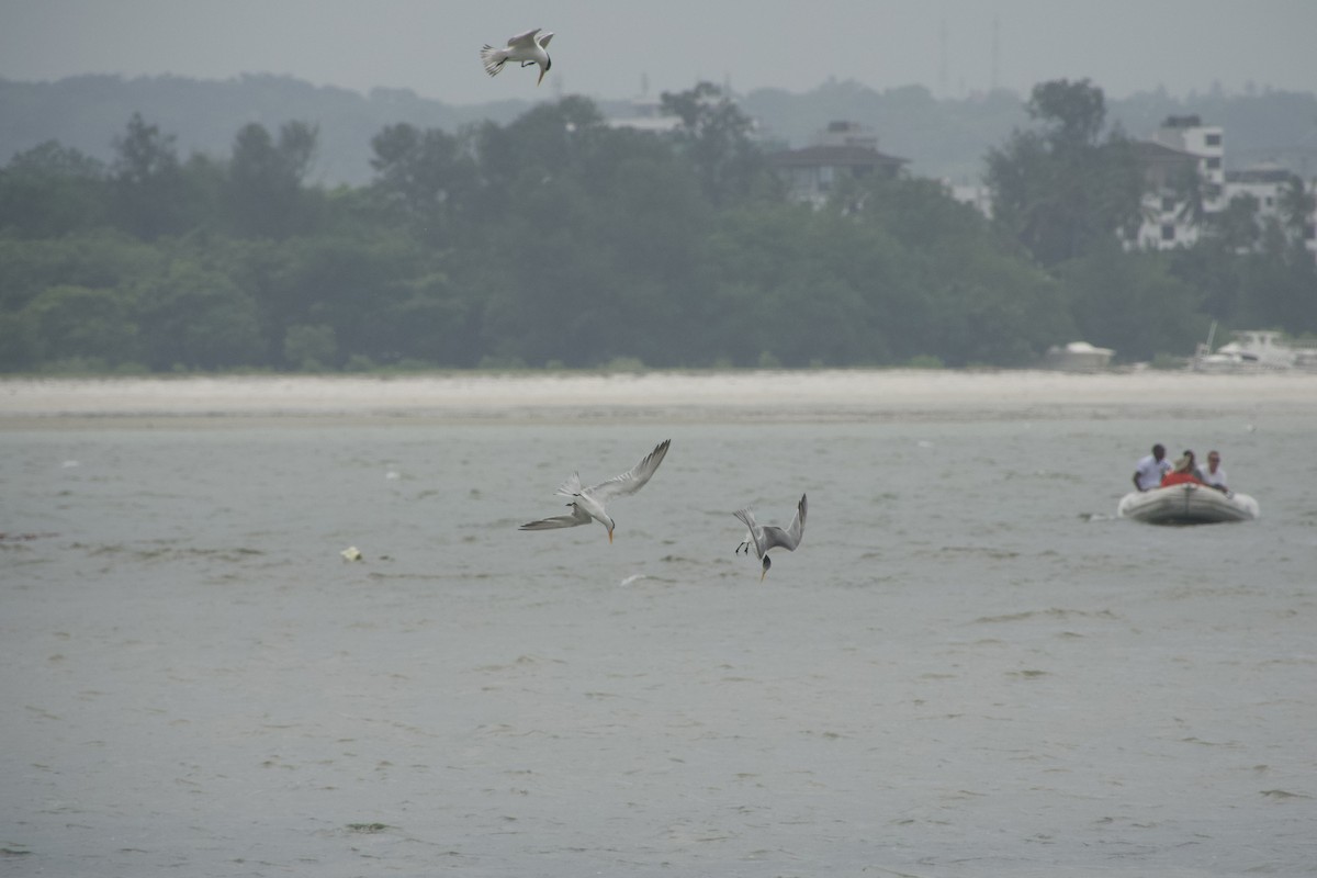 Lesser Crested Tern - ML613674210