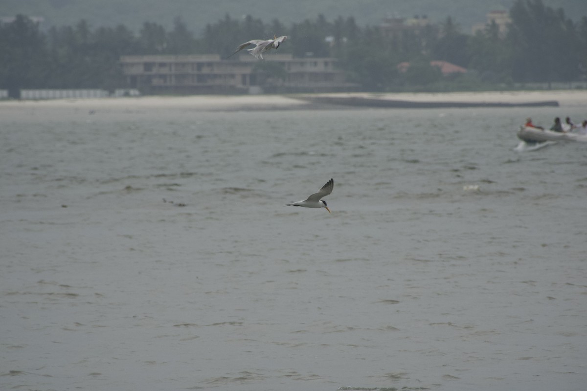 Lesser Crested Tern - ML613674211