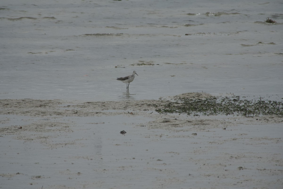 Common Greenshank - ML613674220