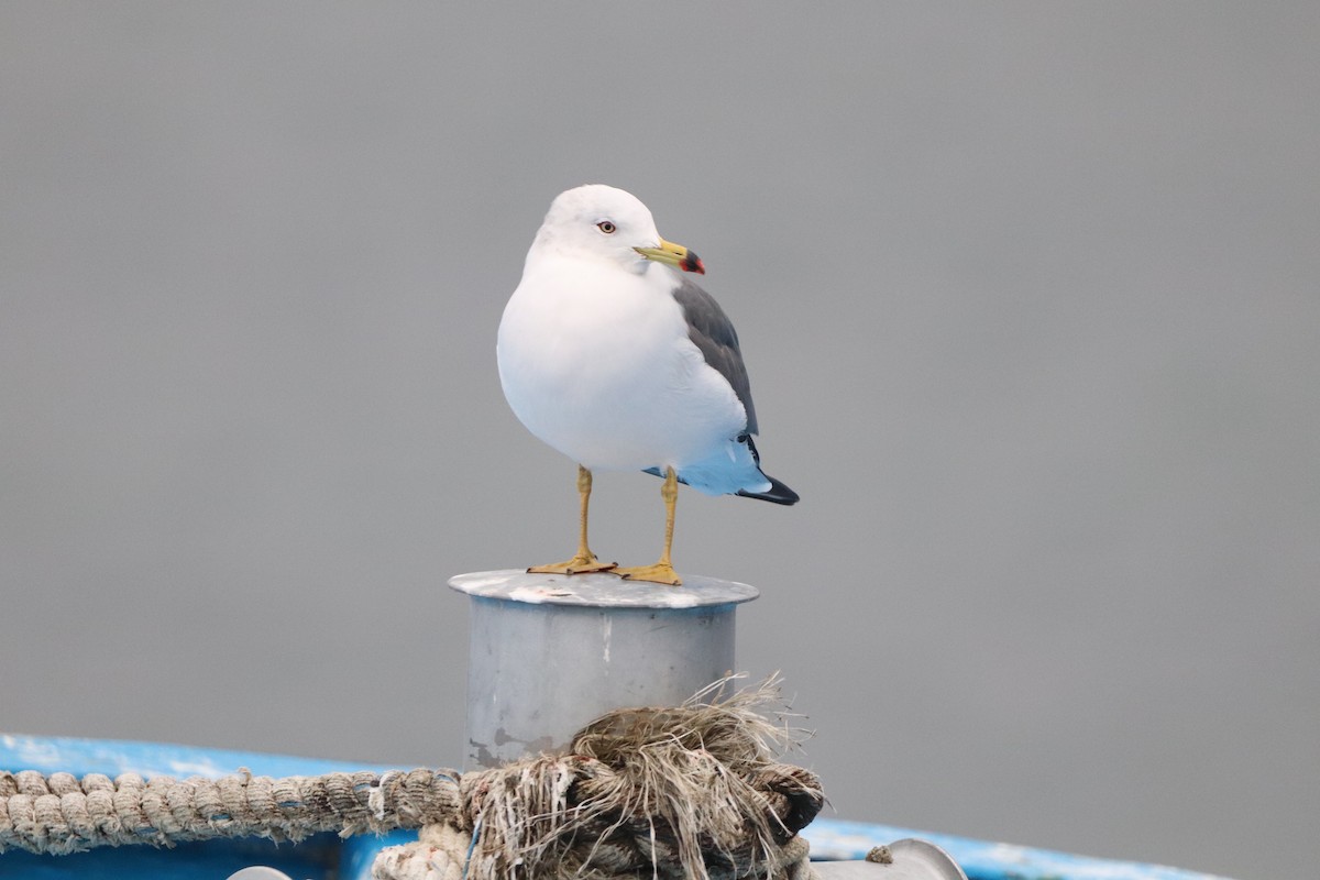 Black-tailed Gull - ML613674234