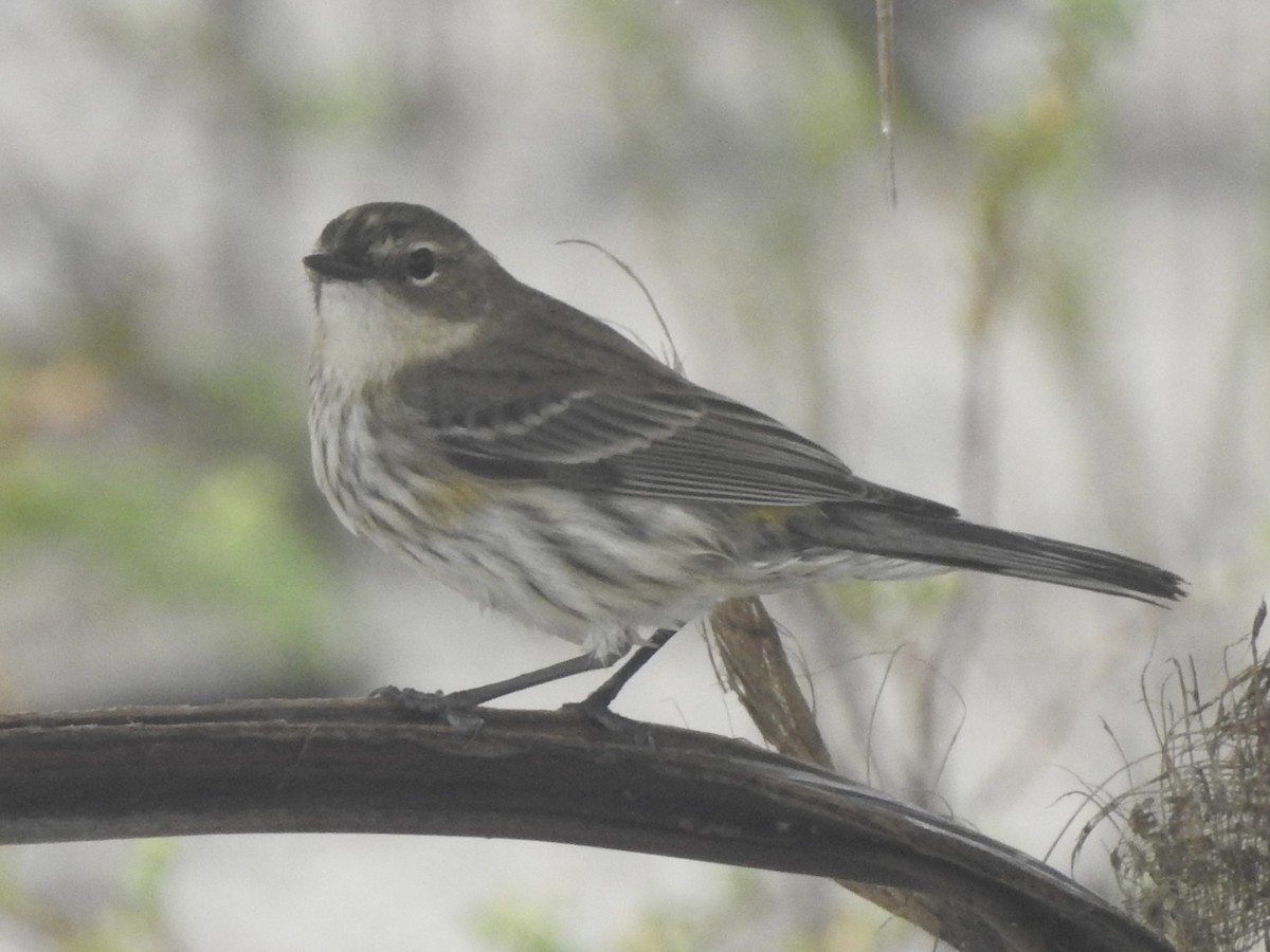 Yellow-rumped Warbler - Victoria Vosburg