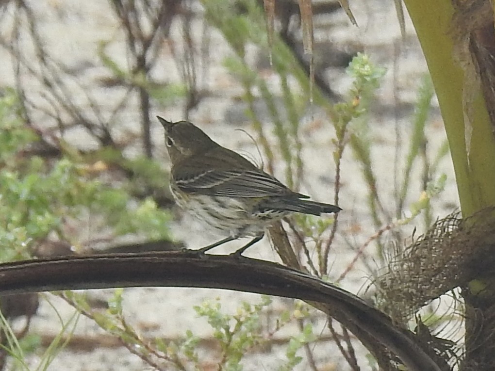 Yellow-rumped Warbler - Victoria Vosburg