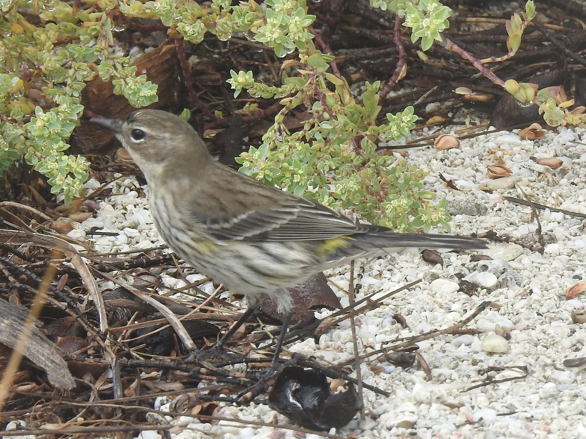 Yellow-rumped Warbler - Victoria Vosburg