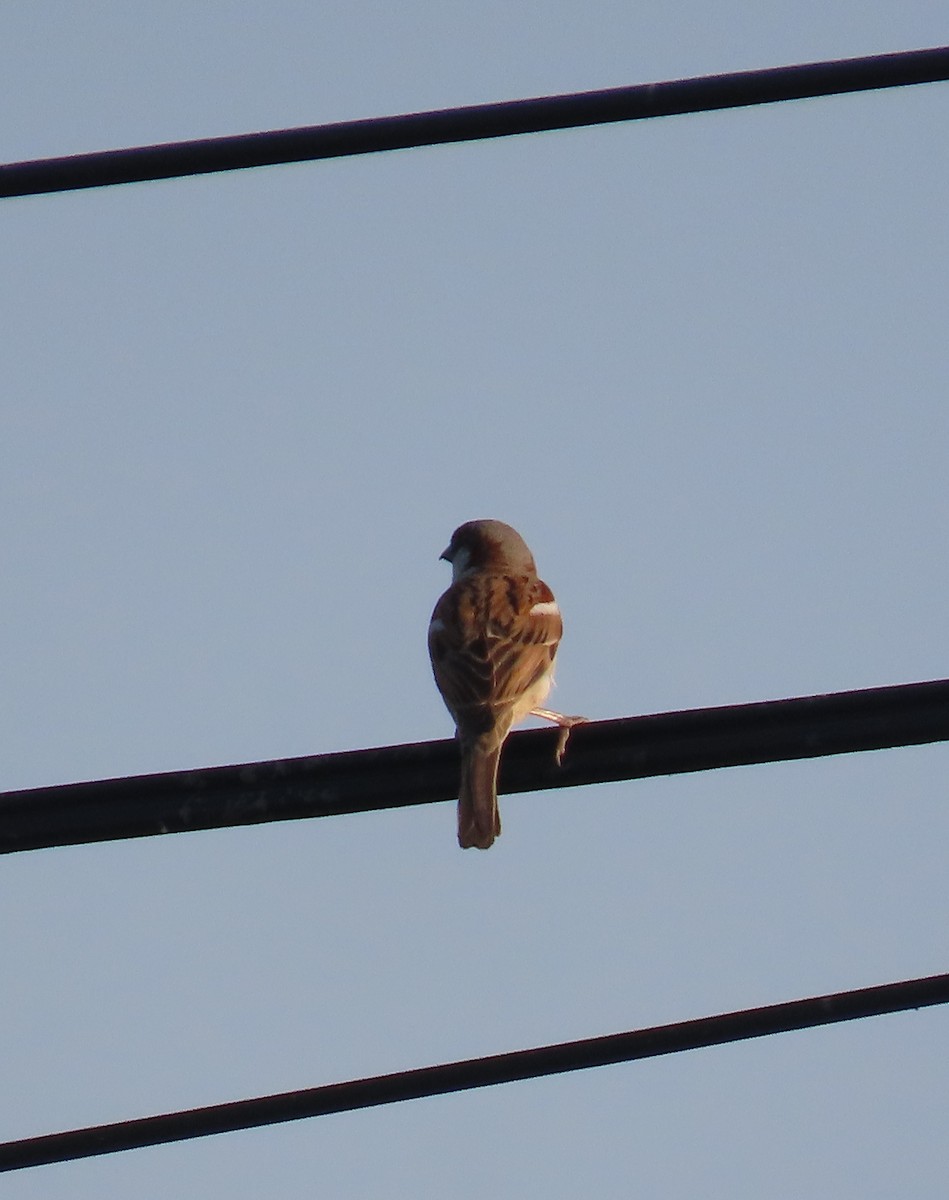 House Sparrow - ML613674416