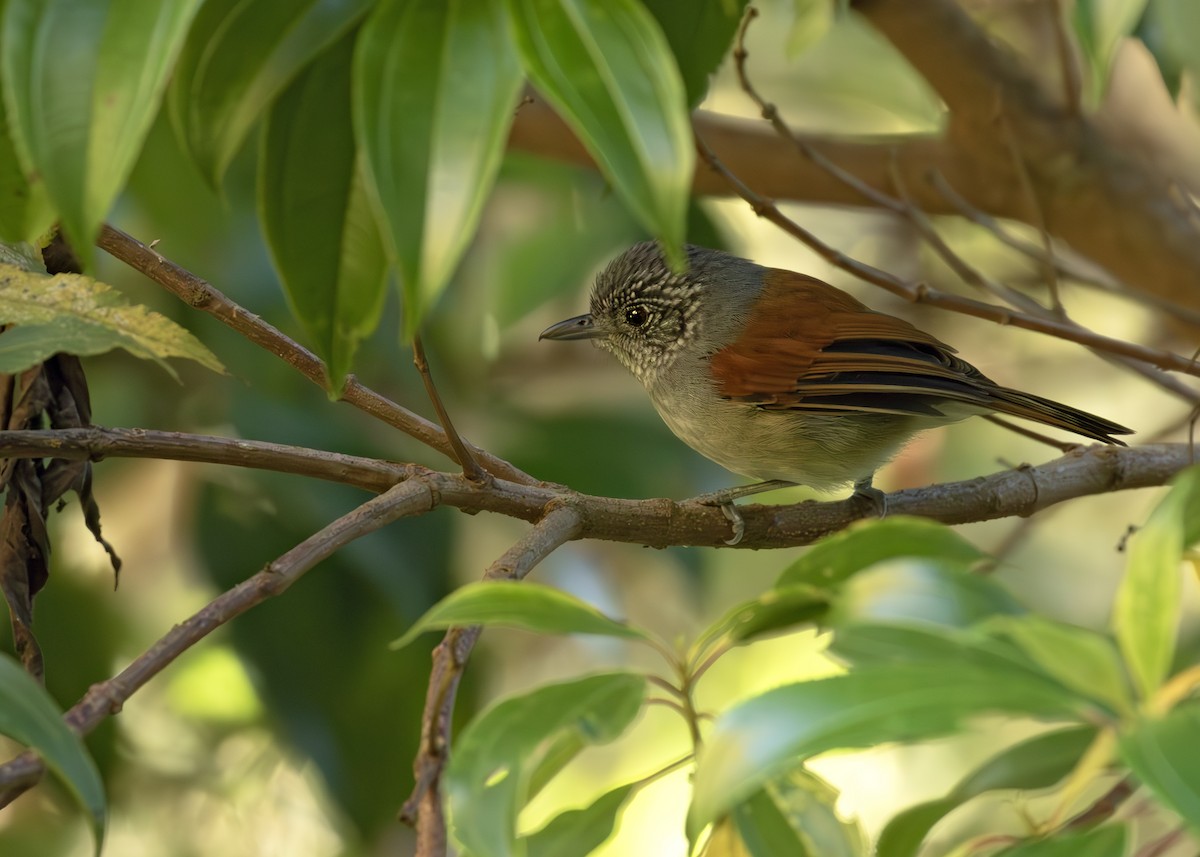 Rufous-backed Antvireo - ML613674439