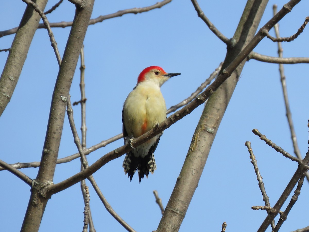Red-bellied Woodpecker - Jim Mead