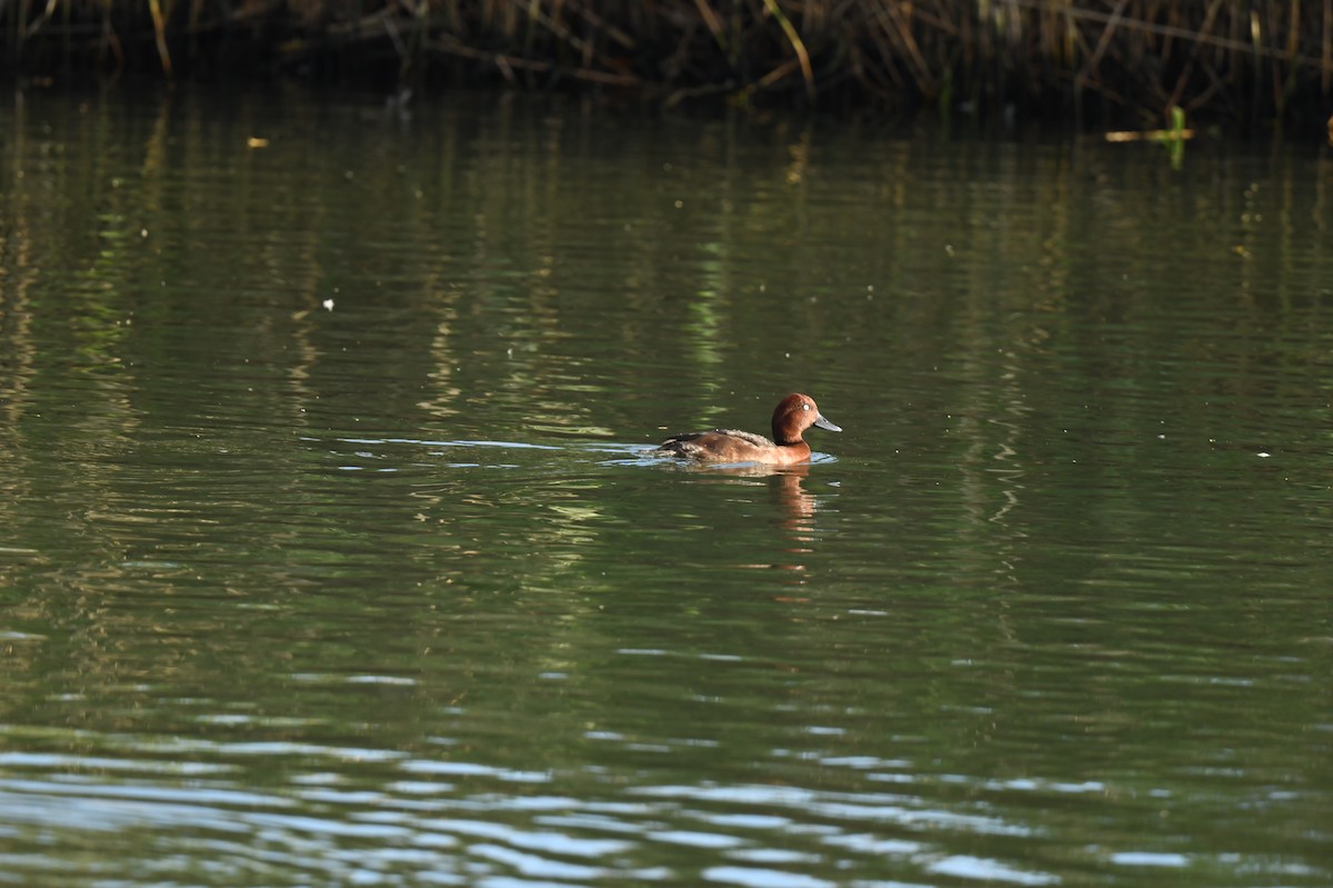 Ferruginous Duck - ML613674484