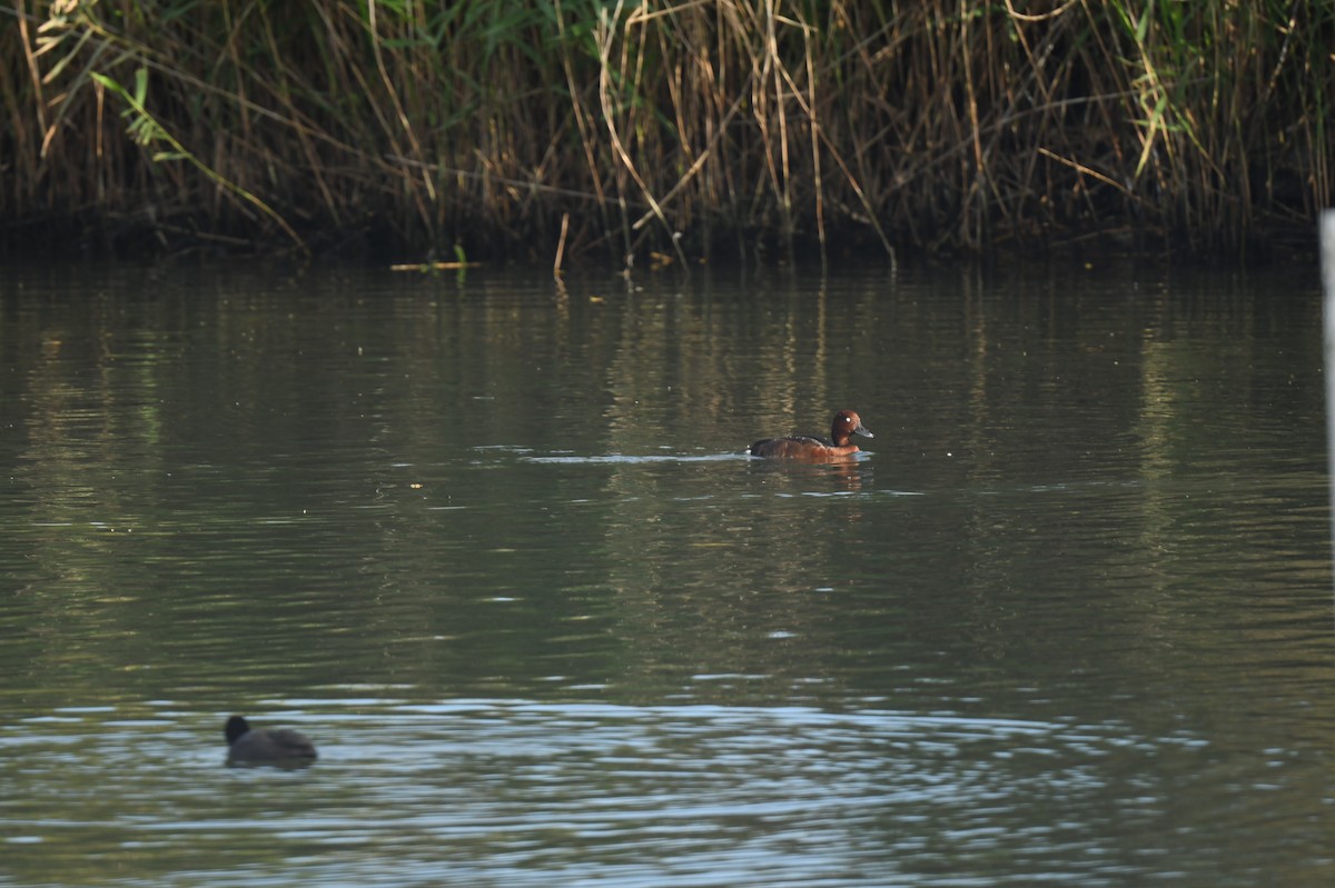 Ferruginous Duck - ML613674485