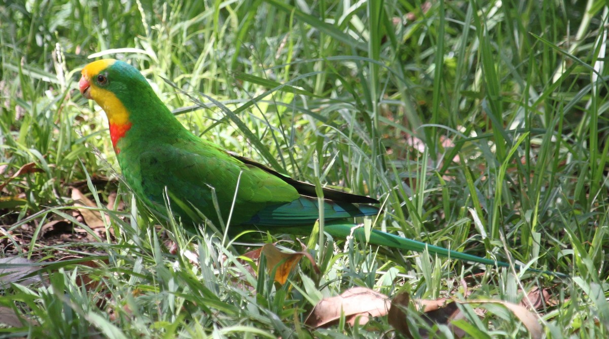 Superb Parrot - Bruce Roubin