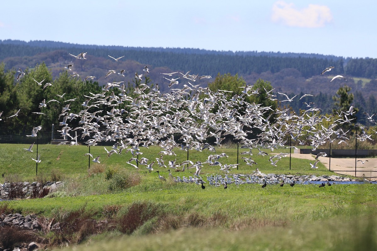 Silver Gull - Deb & Rod R