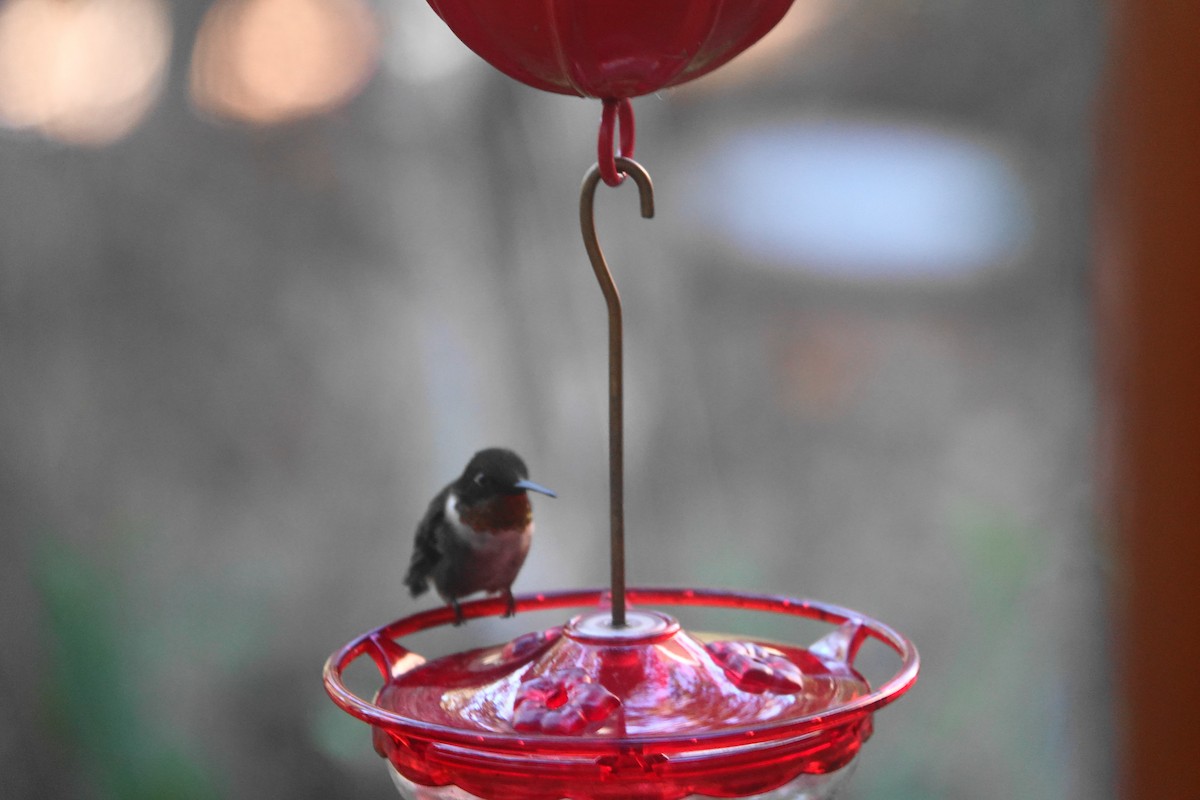 Ruby-throated Hummingbird - ML613674613