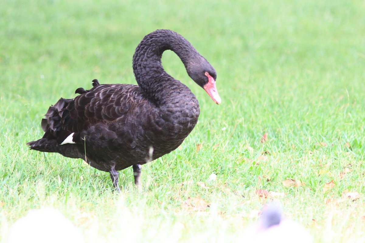 Black Swan - ML613674631