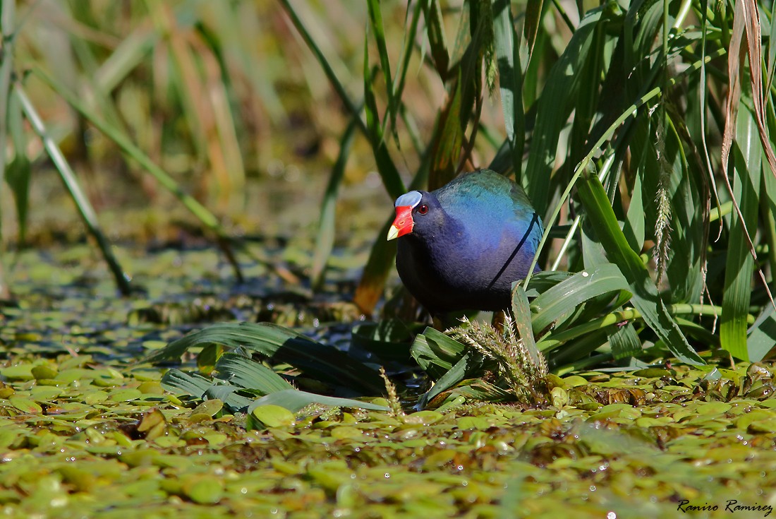 Purple Gallinule - ML613674674