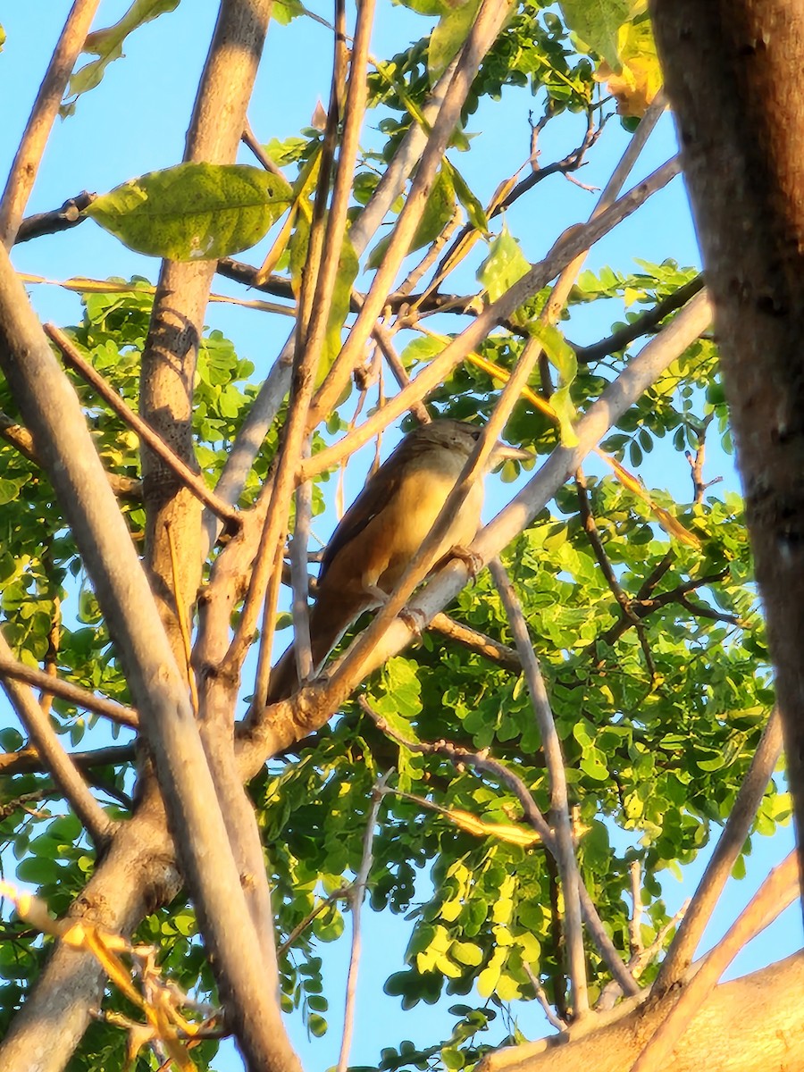 Ochre-throated Foliage-gleaner - Diego López