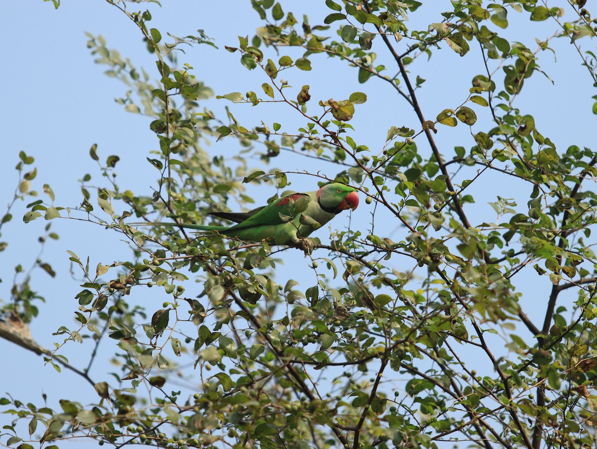 Perruche alexandre - ML613674708