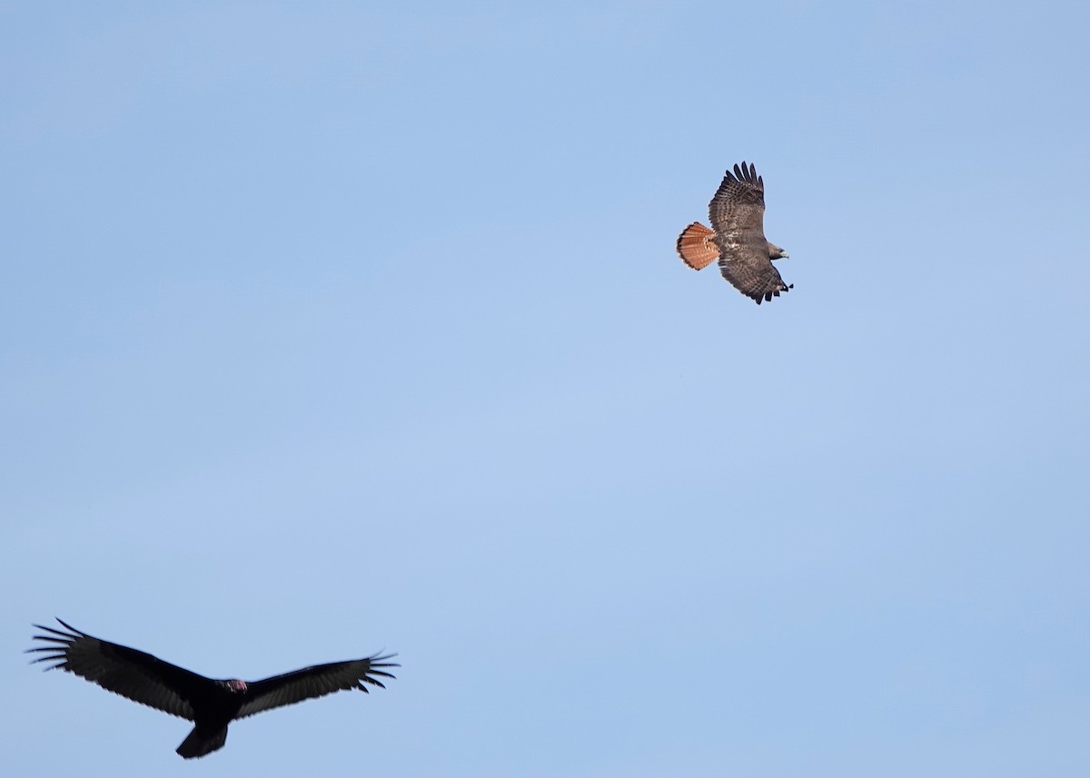 Red-tailed Hawk - Peter Fang/ Gloria Smith