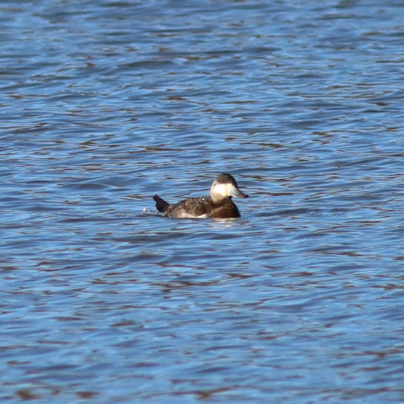 Ruddy Duck - ML613674771