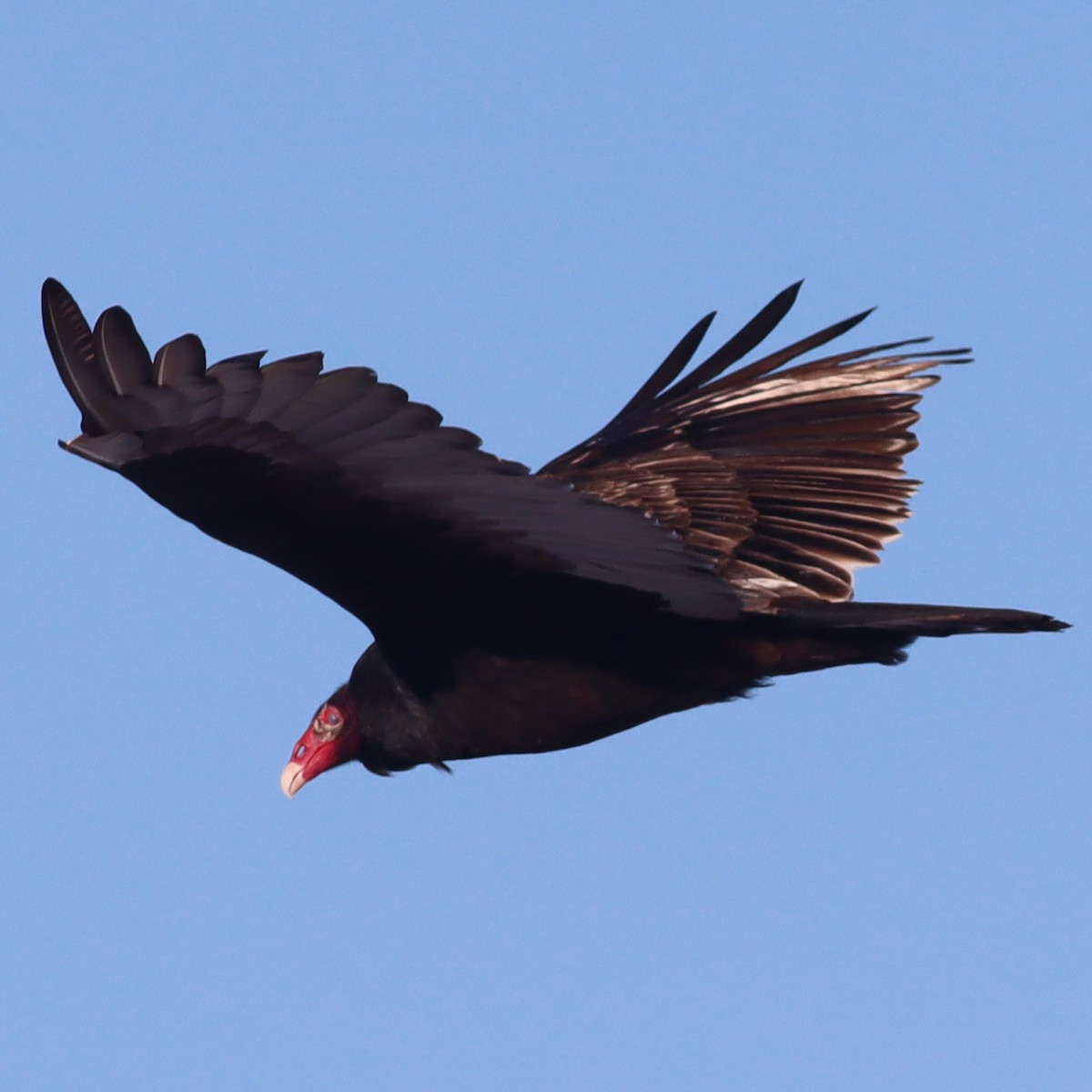 Turkey Vulture - ML613674772