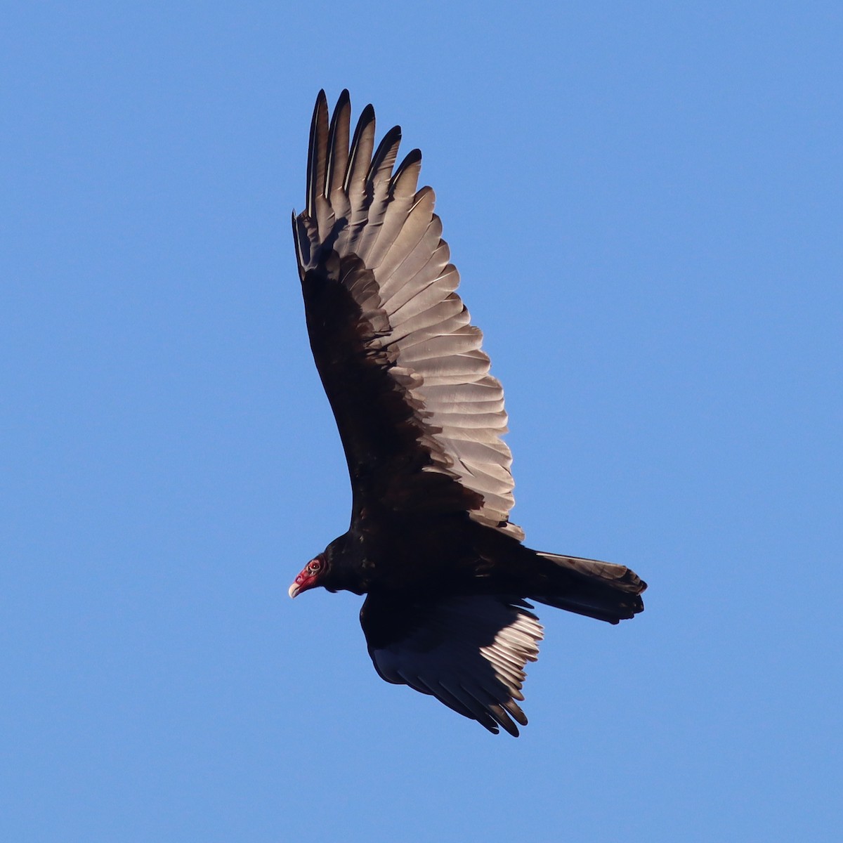 Turkey Vulture - ML613674773