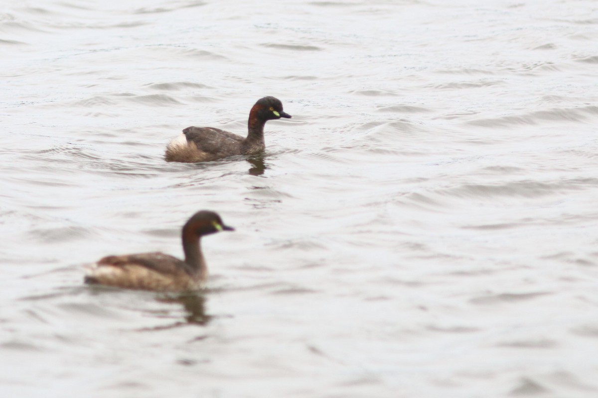 Australasian Grebe - Alain Quenneville