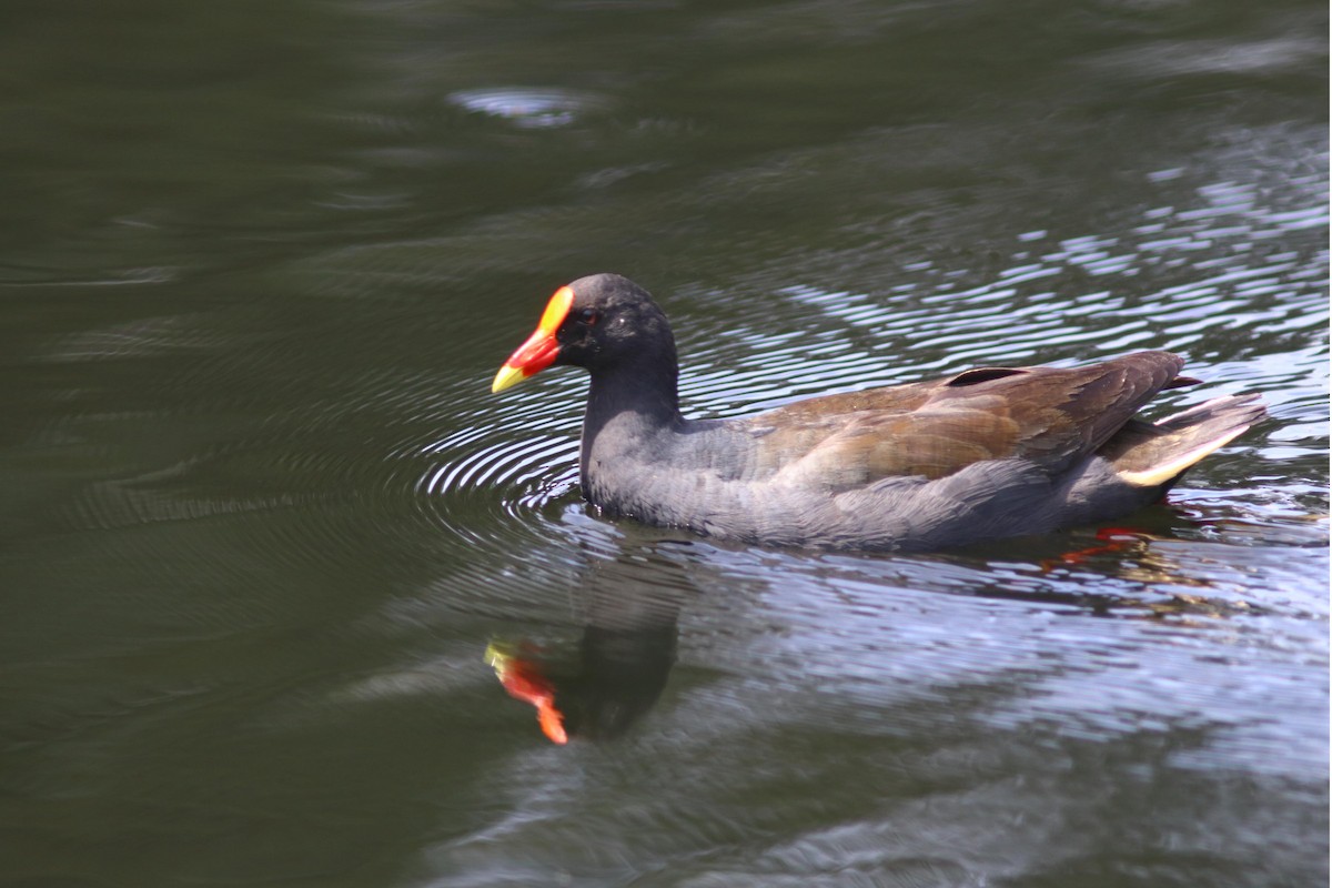 Dusky Moorhen - ML613674810