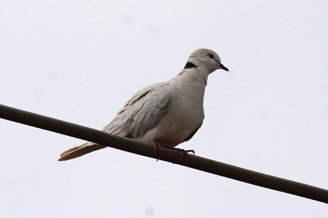 African Collared-Dove (Domestic type or Ringed Turtle-Dove) - Rod Bradtke