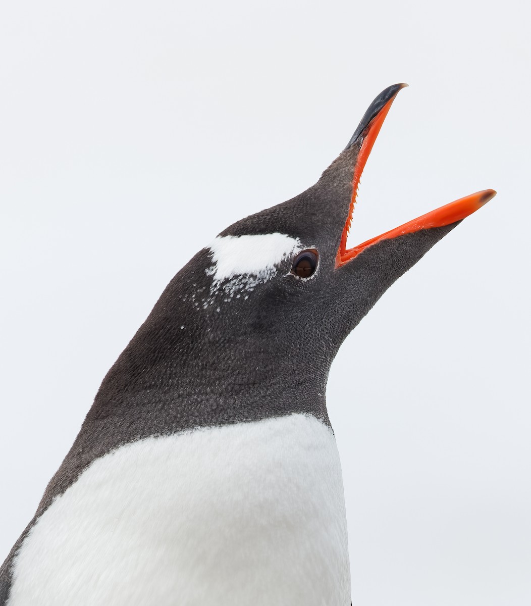 Gentoo Penguin - Mike Edgecombe