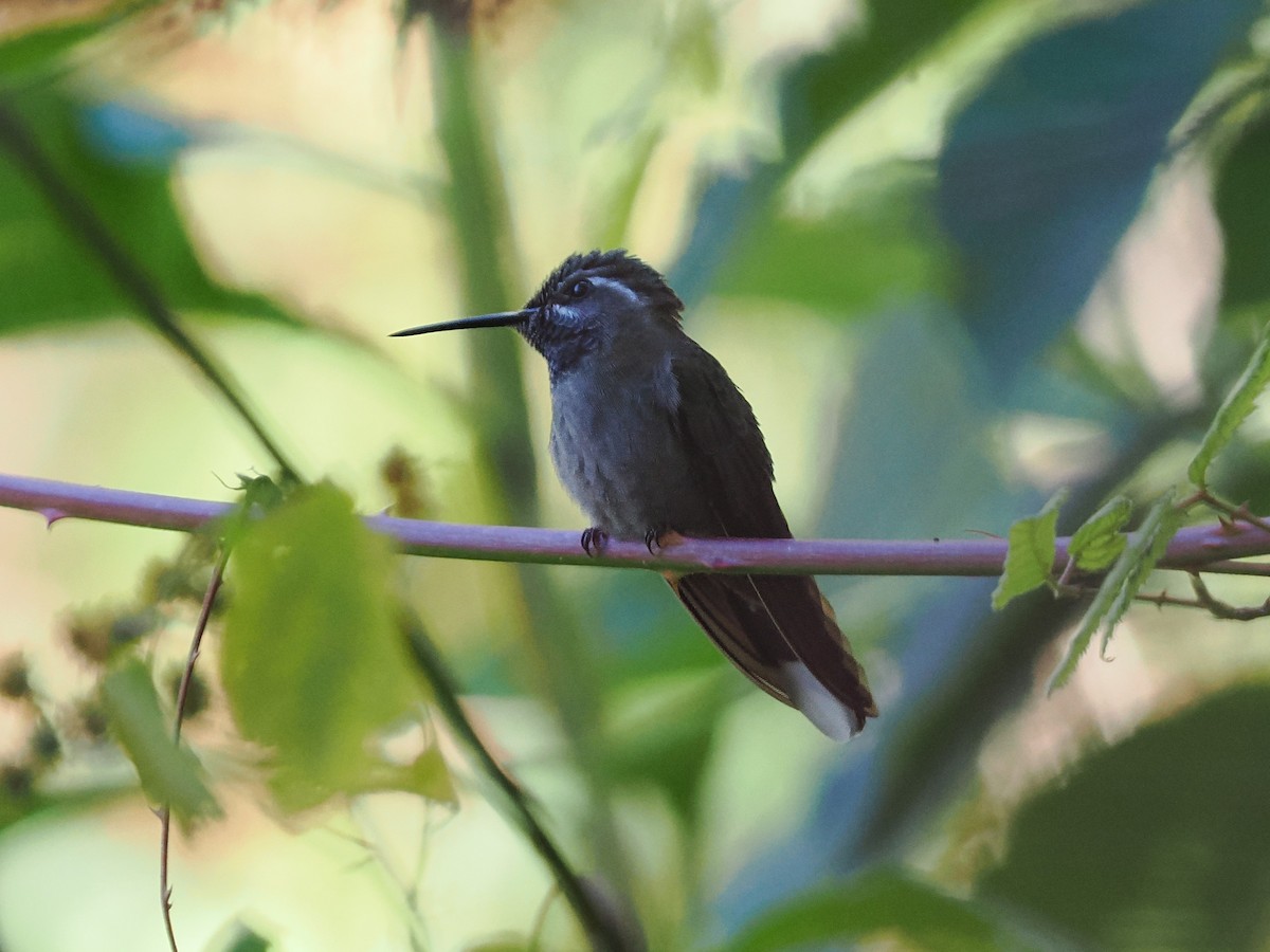 Blue-throated Mountain-gem - ML613674979