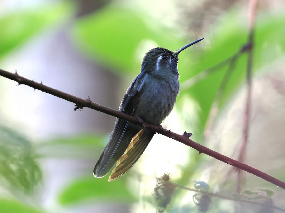 Blue-throated Mountain-gem - Daniel Kaplan